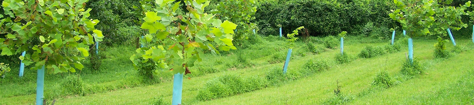 Prettyboy Reservoir Tree Plantings